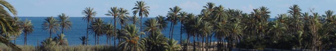 Needahand Spanish Properties - Palm Trees on the Costa Blanca Spain